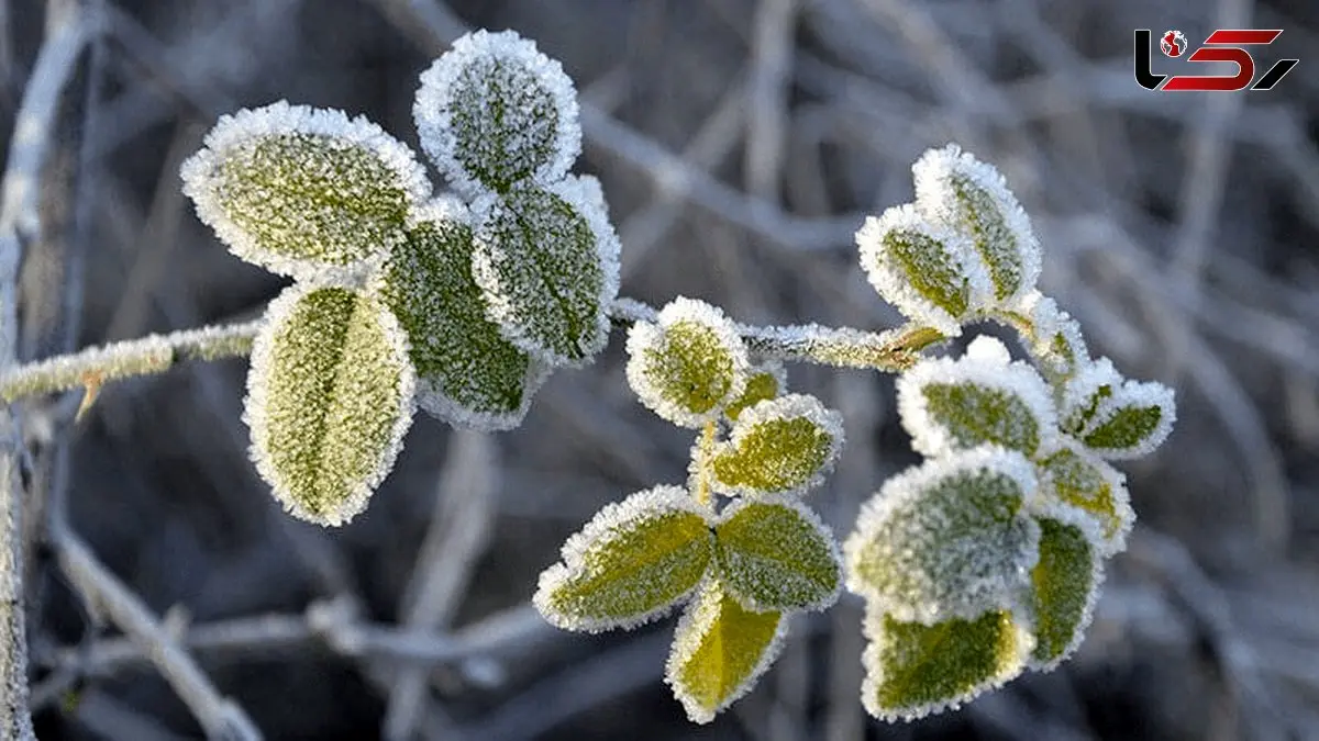 یخ‌بندان در انتظار مردم ۲۵ شهر کشور