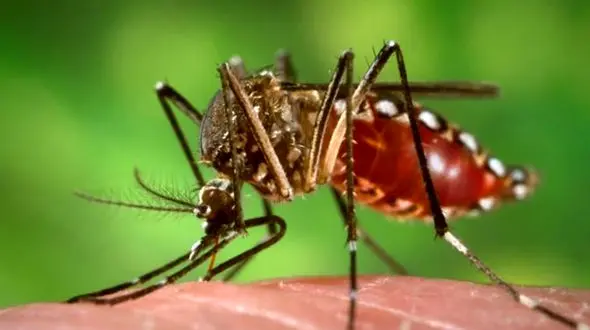 گزش پشه آئدس باعث انتقال ۴ بیماری خطرناک / تاثیر هوای شرجی روی این پشه