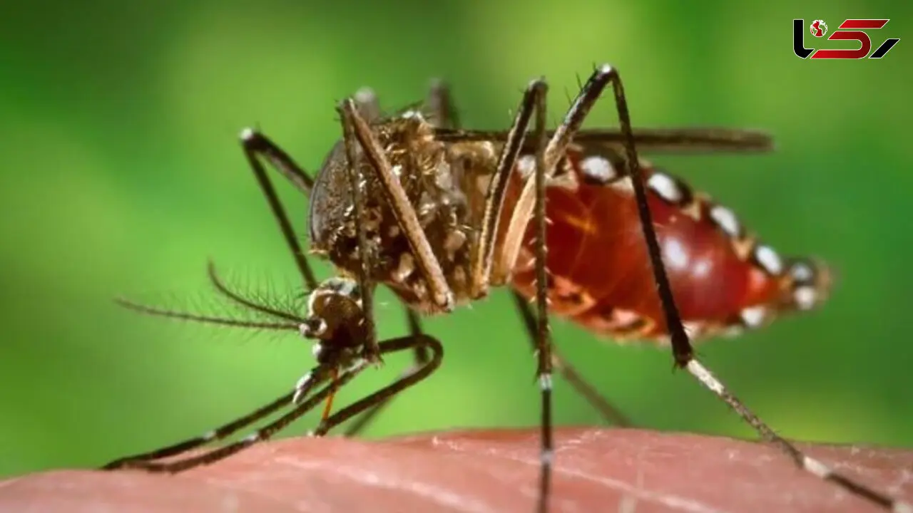 احتمال همه‌گیری تب دنگی در ایران / فرد ناقل می‌تواند بین شش تا ۱۰ نفر را مبتلا کند + علائم ابتلا و راه های درمان 