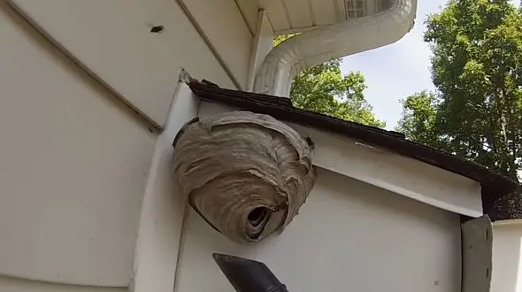 حمله با جارو برقی به لانه زنبورها + فیلم