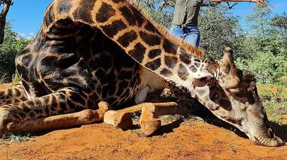 هدیه متفاوت ولنتاین برای زن بی رحم  + عکس