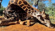 Trophy hunter poses with 'Valentine's gift' - the heart of giraffe she just shot