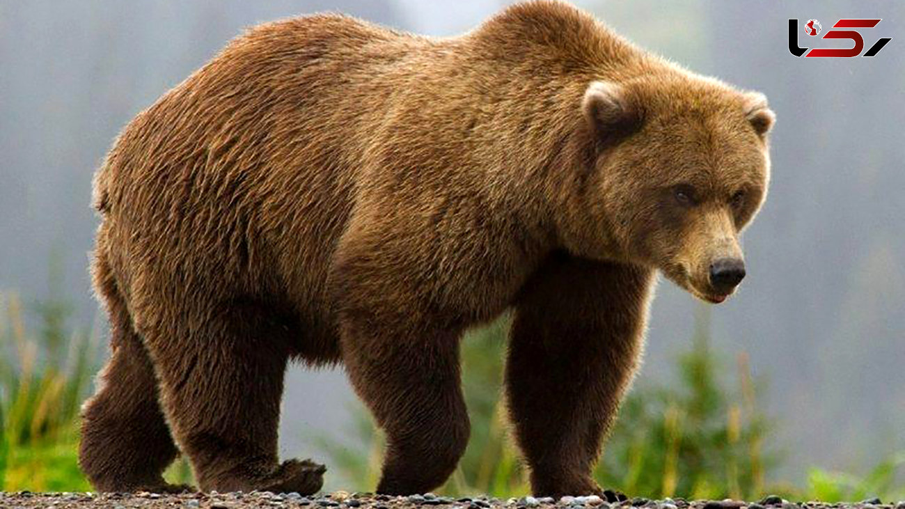 کاهش تلفات خرس قهوه‌ای در مازندران