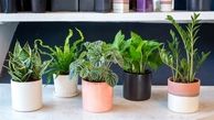 درمان بی خوابی با نگهداری گیاهان در اتاق خواب