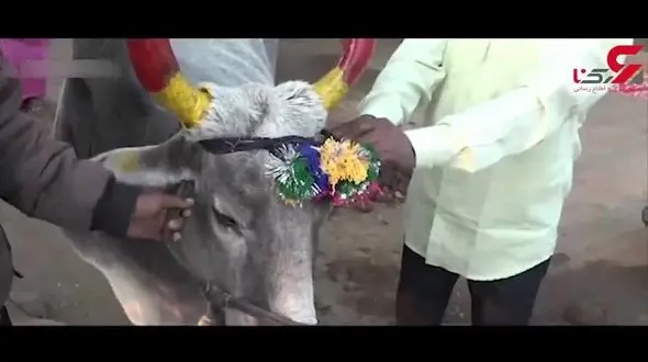 مرگ های دردناک در عجیب ترین رسم هندی ها +فیلم