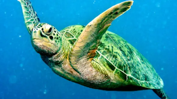 از اسب قدرتمند تا غذای عجیب لاک پشت دریایی