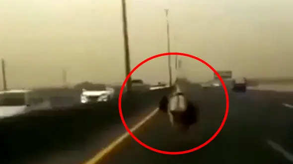 فیلم باورنکردنی از یک الاغ که اتوبان تهران ساوه را به هم ریخت