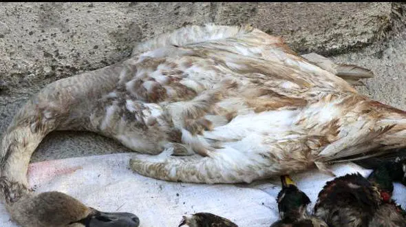 قرق شکنی غیرمجاز در 2 تالاب بابل