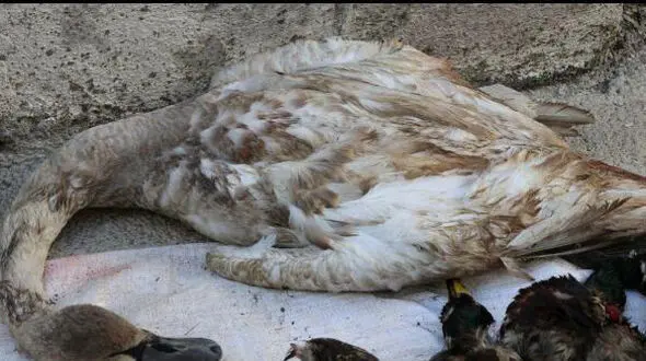 قرق شکنی غیرمجاز در 2 تالاب بابل