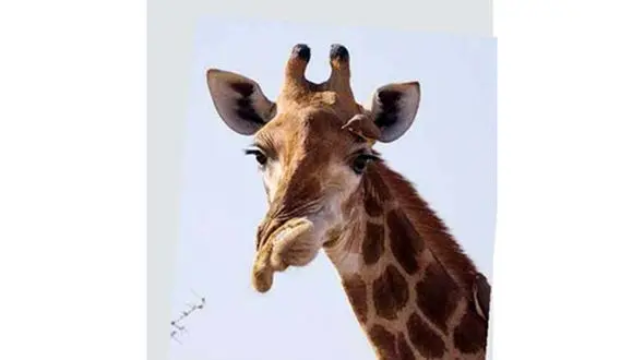 ژست بامزه زرافه مقابل دوربین+عکس