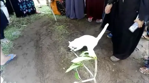 رفتار عجیب گربه سرقبر یک مرد+ فیلم و عکس دیدنی