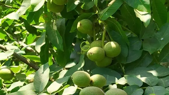 خبر خوب/ گردوی تویسرکان ثبت جهانی شد