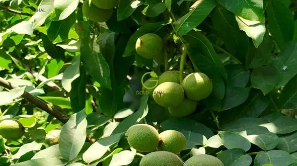 خبر خوب/ گردوی تویسرکان ثبت جهانی شد