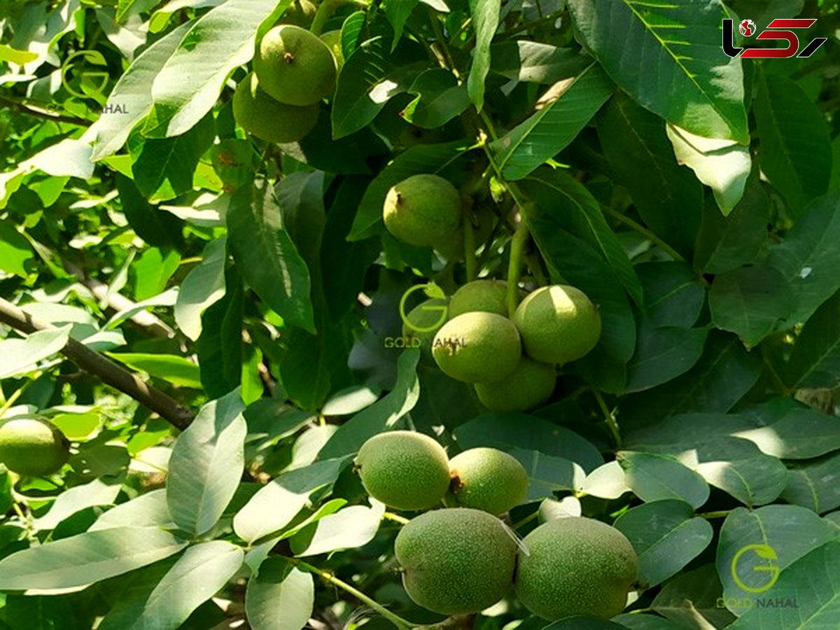 خبر خوب/ گردوی تویسرکان ثبت جهانی شد