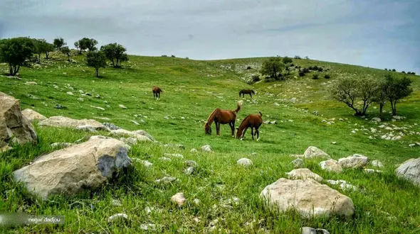 سفر به ایلام در فصل بهار + فیلم