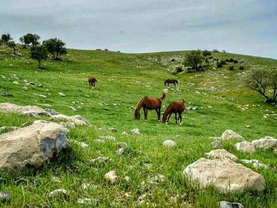 سفر به ایلام در فصل بهار + فیلم