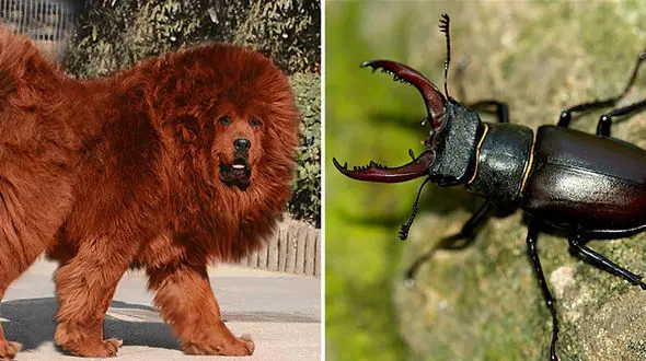 تصاویری از ۱۰ حیوان گران قیمت جهان