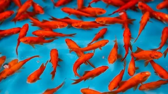 ماهی قرمز عید را با این روش ها زنده نگه دارید