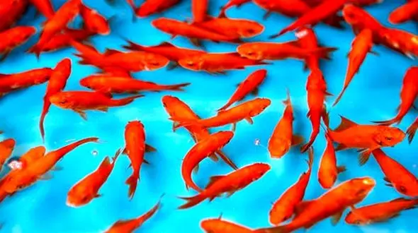 ماهی قرمز عید را با این روش ها زنده نگه دارید