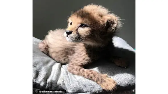 جدیدترین تصاویر از "پیروز" / حال خوب توله یوزپلنگ ایرانی + فیلم 