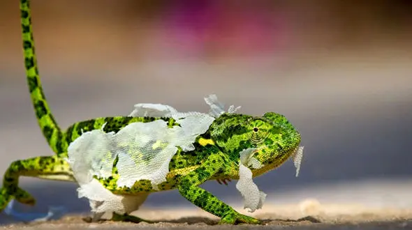 
تصویری دیده نشده از لحظه پوست انداختن مارمولک
