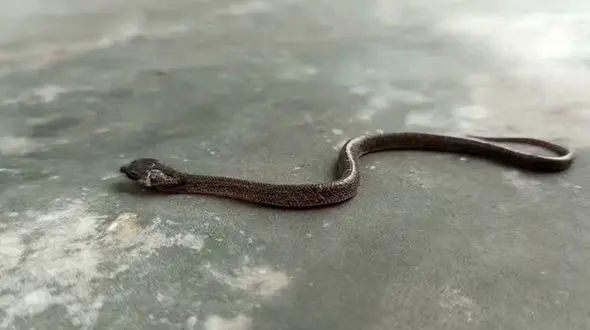 مار دوسر همه را به وحشت انداخت / این مار عجیب الخلقه است !  + فیلم