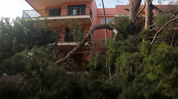 عکس / مرگ مرد نکایی زیر درخت سقوط کرده