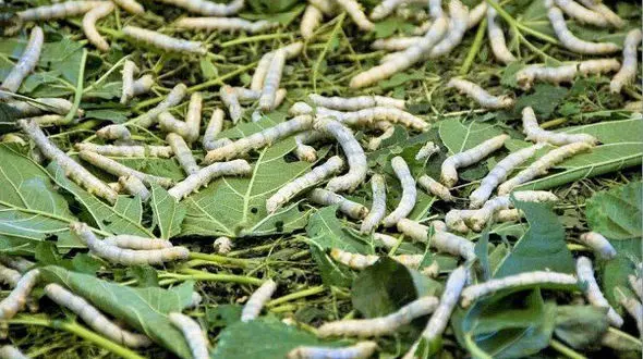 درمان جراحات ستون فقرات با ابریشم!