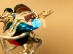 فیلم درگیری مارمولک های نر برای قلمرو