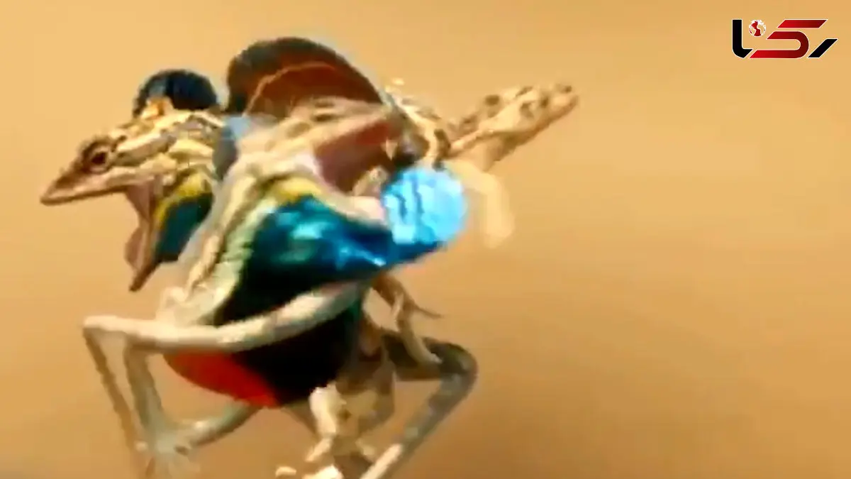 فیلم درگیری مارمولک های نر برای قلمرو