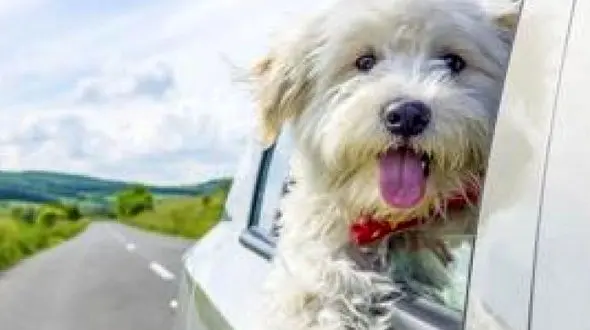 تردد با سگ در داخل خودرو تخلف است؟ 