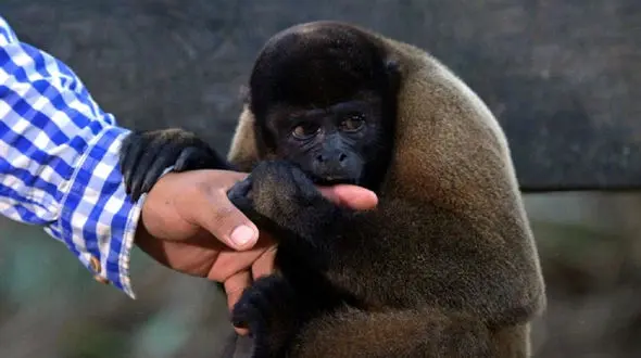 یک حیوان موجب قطع دست کودک 5 ساله شد + عکس