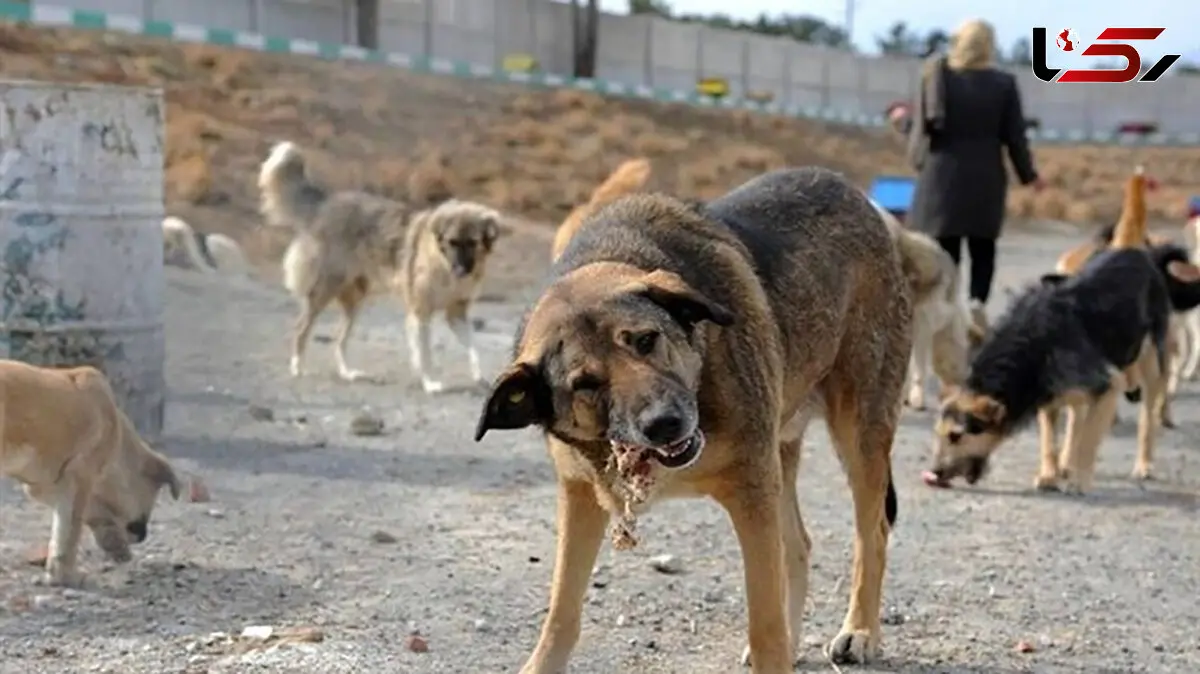 احداث پناهگاه جدید سگ‌های ولگرد در اصفهان/نزدیک پناهگاه قبلی ساخته می شود