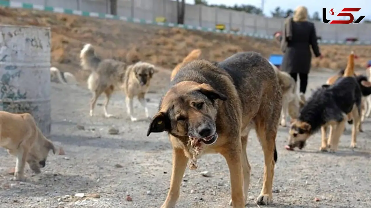 حمله سگ‌های ولگرد به دختر 12 ساله در سنندج/ پدر کودک از شهرداری و شورای شهر شکایت کرد