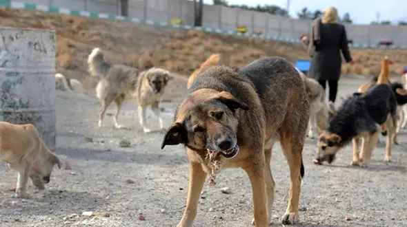 مرگ تلخ ۱۸ نفر بر اثر هاری در سال گذشته / سگ گزیدگی در کدام استان ها بیشتر است؟