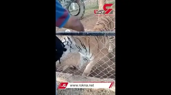 ببر گرسنه دست مرد جوان را در باغ وحش کند + فیلم دلخراش