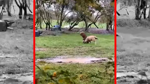 فیلم شاخ به شاخ شدن سنگین دو قوچ عصبی