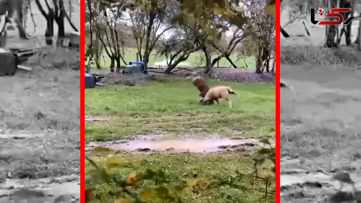 فیلم شاخ به شاخ شدن سنگین دو قوچ عصبی