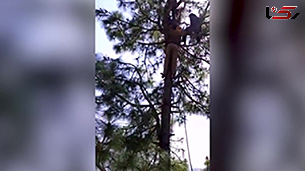 زنی که  از ترس پلنگ بالای درخت رفته بود بلای دیگری بر سرش آمد+فیلم