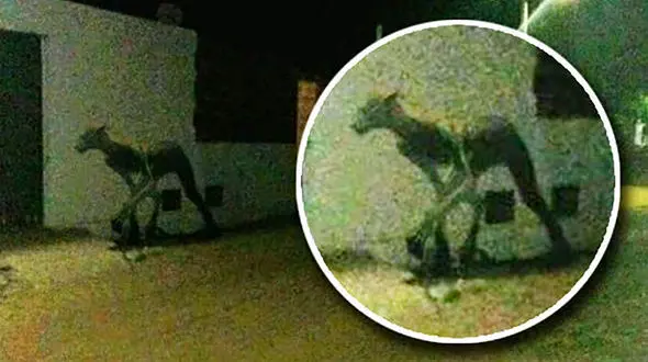 ترسناک اما دیدنی / موجود عجیب نصف انسان نصف سگ در استرالیا + عکس