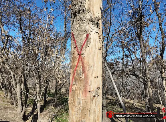 وضعیت بحرانی برای فضای سبز تهران/ ۳۰ درخت چیتگر سال ۸۹ قطع نشد،بحران اوج گرفت / شهرداری تهران در نگهداشت درختان با کندی و ضعف عمل می کند