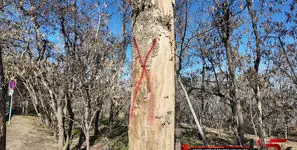 وضعیت بحرانی برای فضای سبز تهران/ ۳۰ درخت چیتگر سال ۸۹ قطع نشد،بحران اوج گرفت / شهرداری تهران در نگهداشت درختان با کندی و ضعف عمل می کند