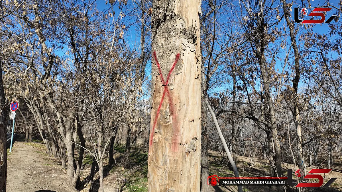 وضعیت بحرانی برای فضای سبز تهران/ ۳۰ درخت چیتگر سال ۸۹ قطع نشد،بحران اوج گرفت / شهرداری تهران در نگهداشت درختان با کندی و ضعف عمل می کند