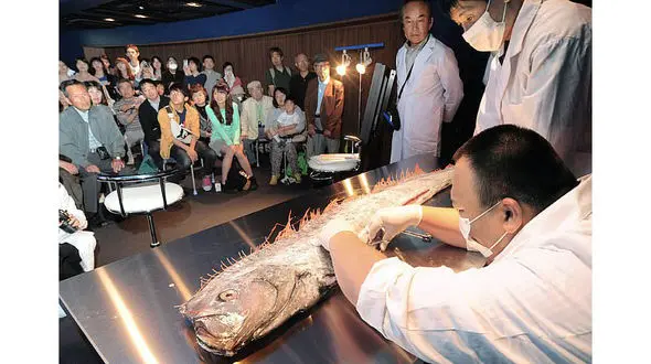 این ماهی ها هشدار و زنگ خطر فاجعه می دهند!+عکس