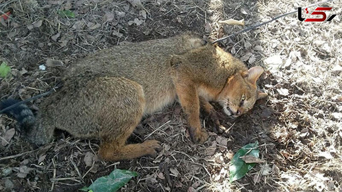 ۵ قلاده گربه جنگلی در مناطق حفاظت شده اسلام‌‎آباد غرب شناسایی شد