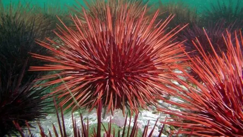 توتیای دریایی سرخ