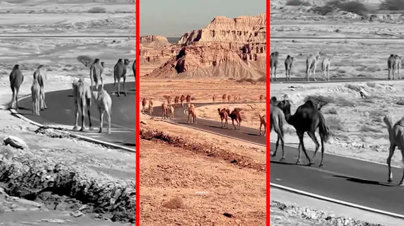 فیلم قدم زدن شترها در جاده قشم هرمزگان