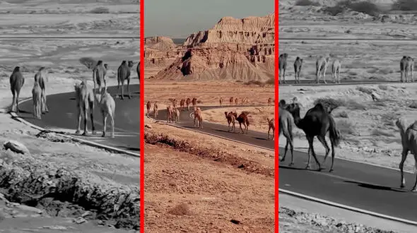شترهای هرمزگان جی پی اس دار شدند