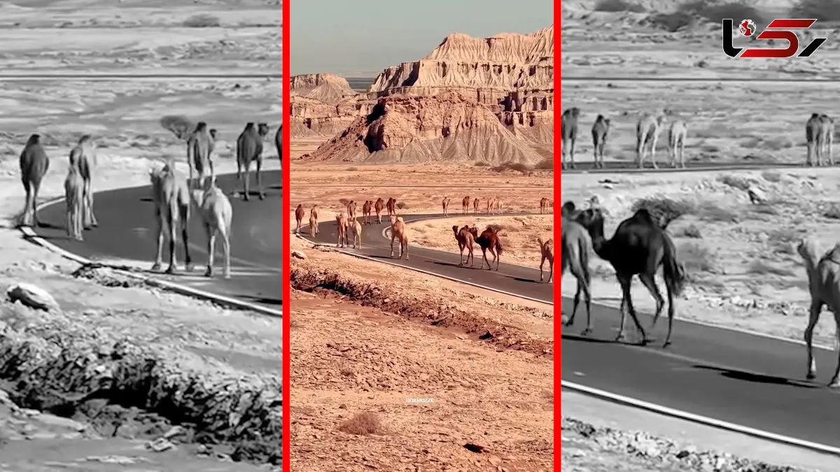 فیلم قدم زدن شترها در جاده قشم هرمزگان