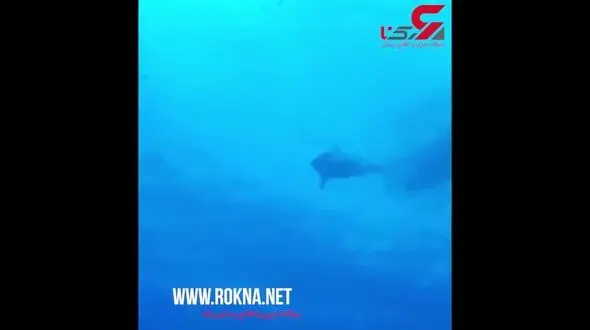نوازش کوسه قاتل توسط غواص شجاع+فیلم